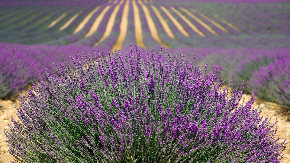 lavanda aromaterapia para mejorar la calidad del sueño y reducir la ansiedad