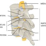 esquema de una vértebra